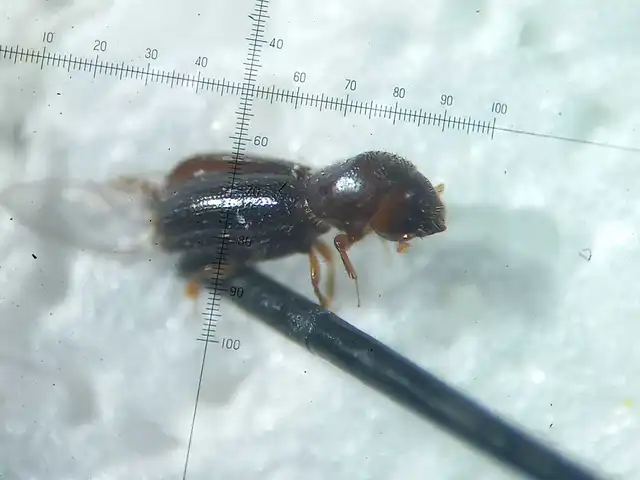 Xyleborinus saxesenii - vadgesztenyeszú