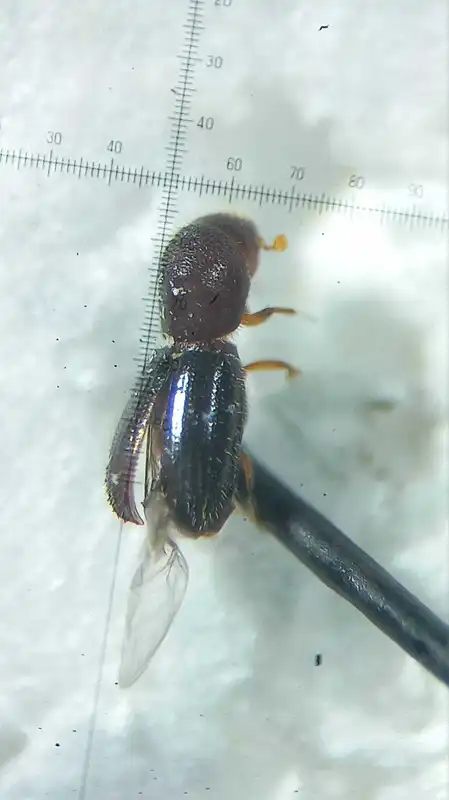 Xyleborinus saxesenii - vadgesztenyeszú