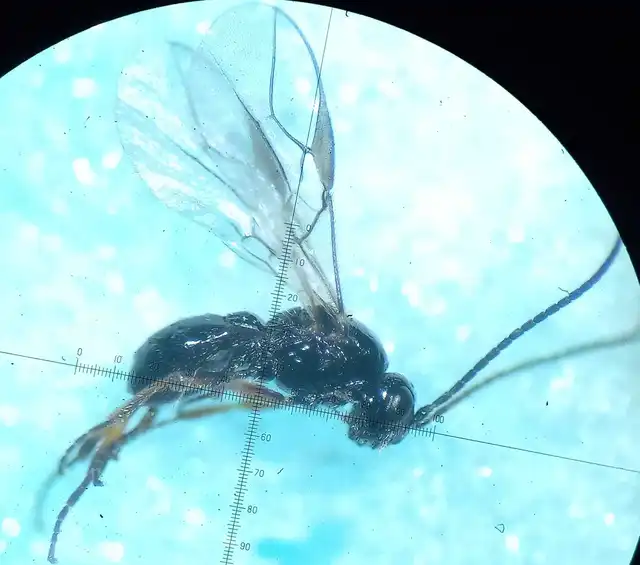 Rhogadopsis