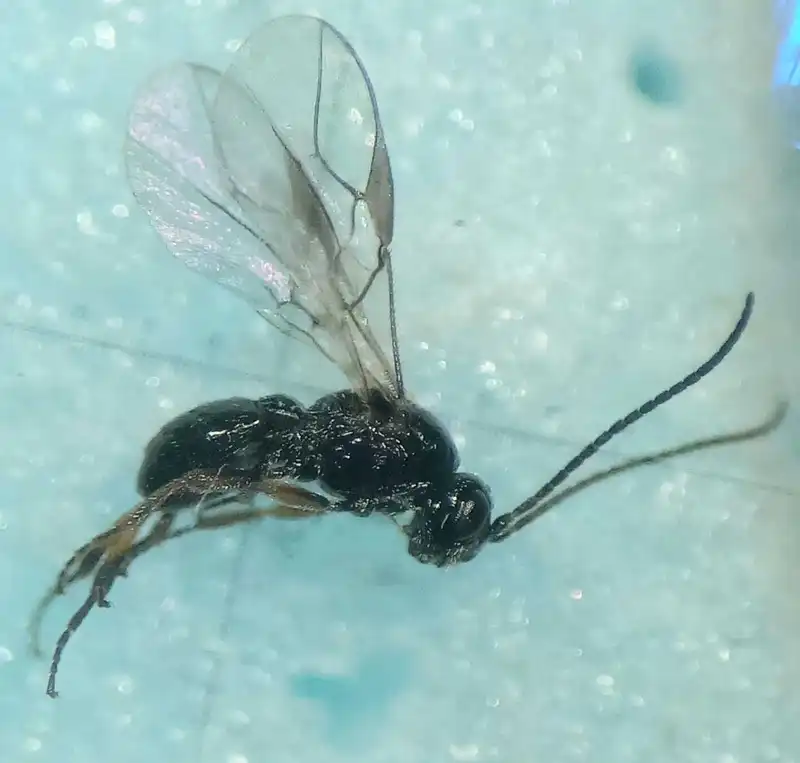 Rhogadopsis