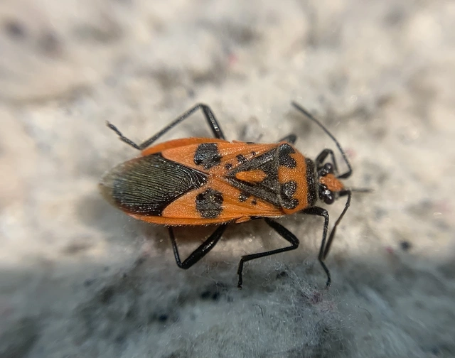 Corizus hyoscyami - piros karimáspoloska