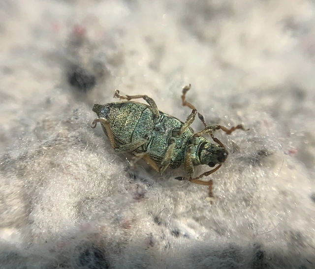 Phyllobius pyri - gyümölcsfa-levélormányos