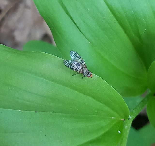 Otites centralis/guttata