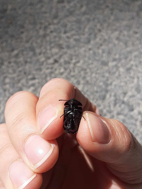 Ablattaria laevigata - sima csigarabló