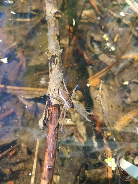 Dolomedes plantarius/fimbriatus