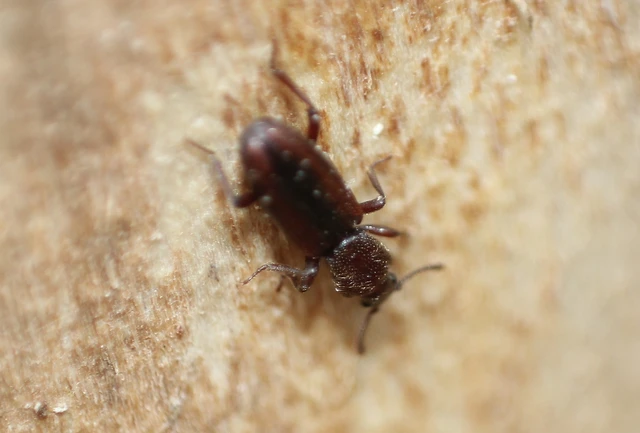 Bothrideres bipunctatus - szívnyakú humuszbogár