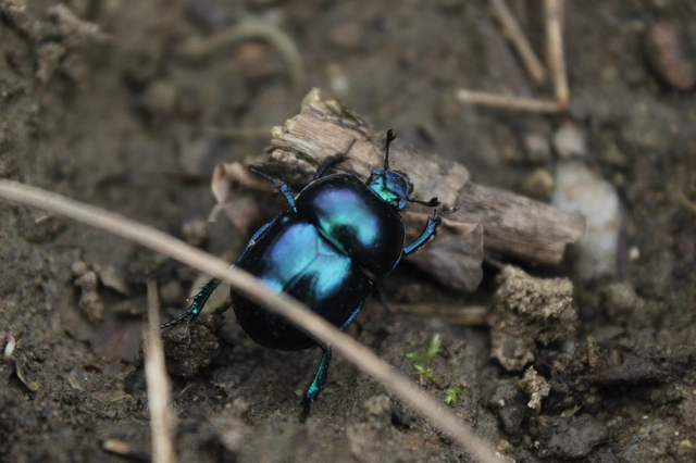 Trypocopris vernalis - tavaszi álganéjtúró