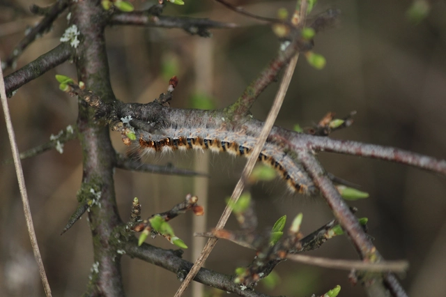 Lasiocampa quercus - tölgyfaszövő
