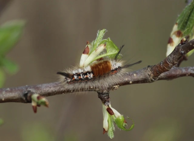 Orgyia recens - tarka kisszövő