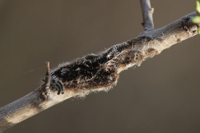 Eriogaster catax - sárga gyapjasszövő
