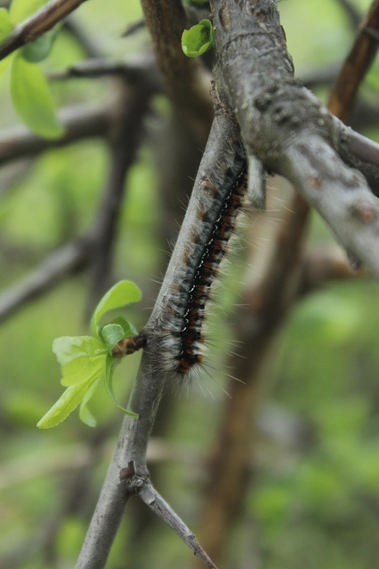 Eriogaster catax - sárga gyapjasszövő