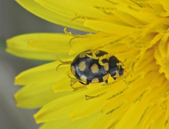 Coccinula quatuordecimpustulata - feketesárga katóka