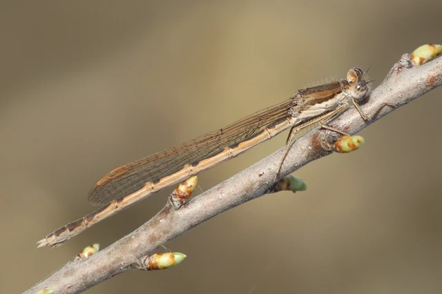 Sympecma fusca - téli rablószitakötő