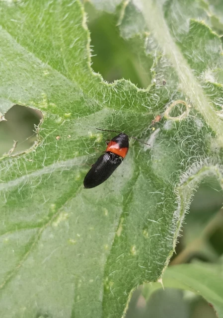 Ampedus sinuatus - felemásnyakú pattanó