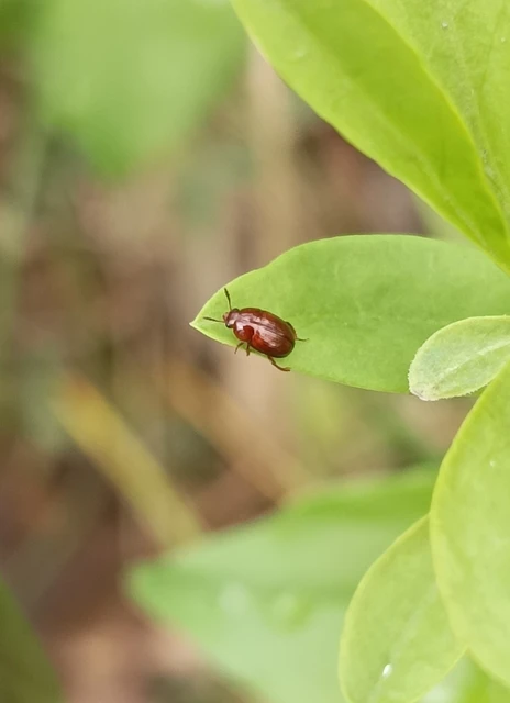Leiodidae - pecebogárfélék Leiodidae - pecebogárfélék