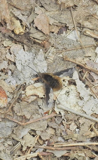 Bombylius major - szegélyes pöszörlégy