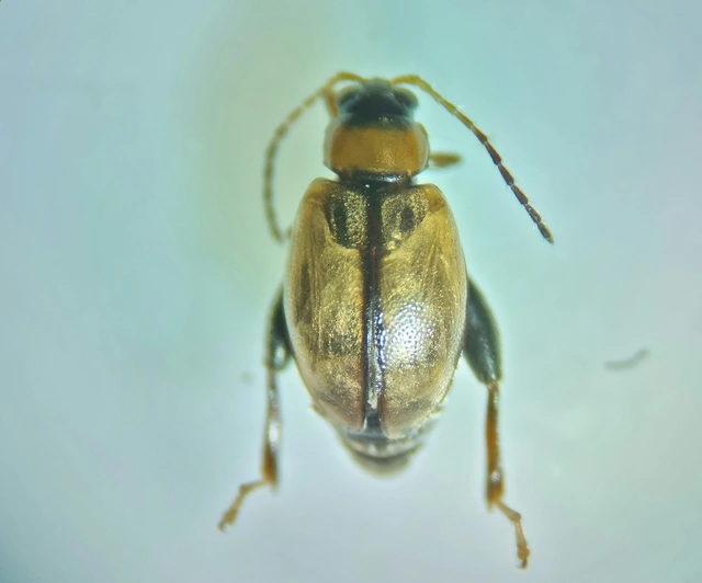 Longitarsus