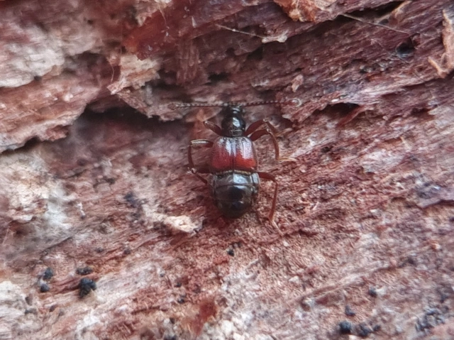 Tyrus mucronatus mucronatus