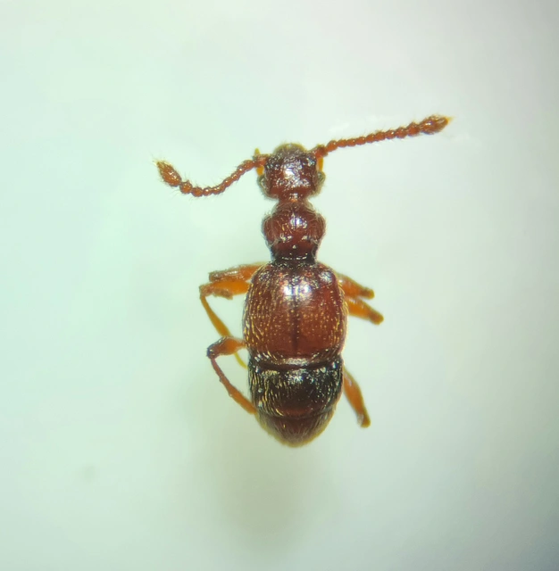 Batrisodes venustus - tüskésnyakú tapogatósbogár