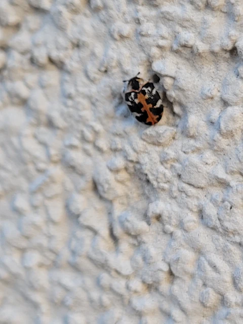 Anthrenus scrophulariae - nagy múzeumbogár