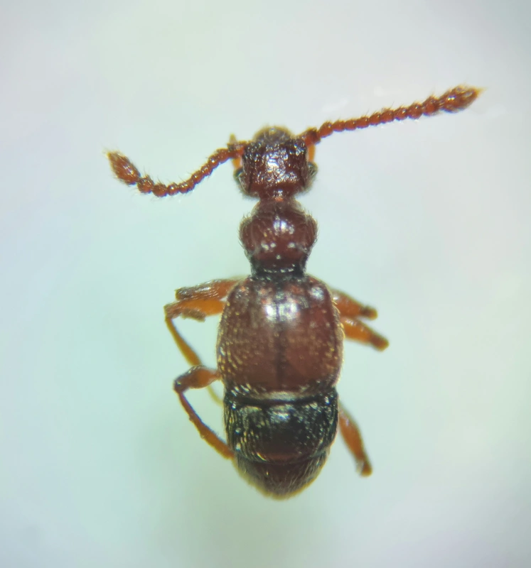 Batrisodes venustus - tüskésnyakú tapogatósbogár