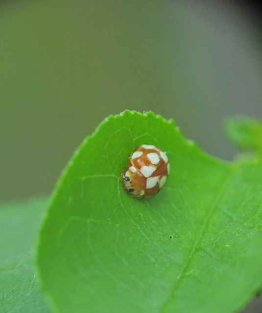 Vibidia duodecimguttata - tizenkétcseppes füsskata