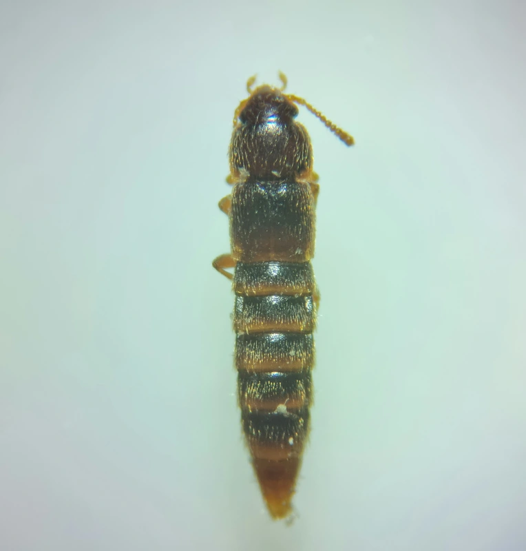 Phloeocharis subtilissima - közönséges penészevőholyva