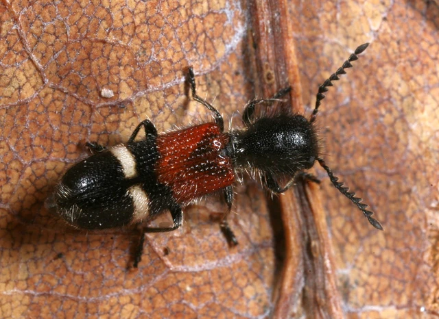 Tilloidea unifasciata - szőlő-szúfarkas