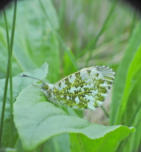 Anthocharis cardamines - hajnalpírlepke