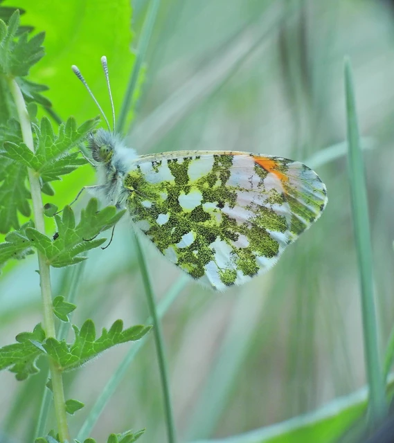 Anthocharis cardamines - hajnalpírlepke