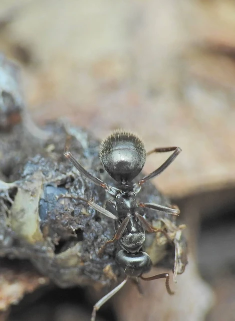 Hymenoptera - Hártyásszárnyúak
