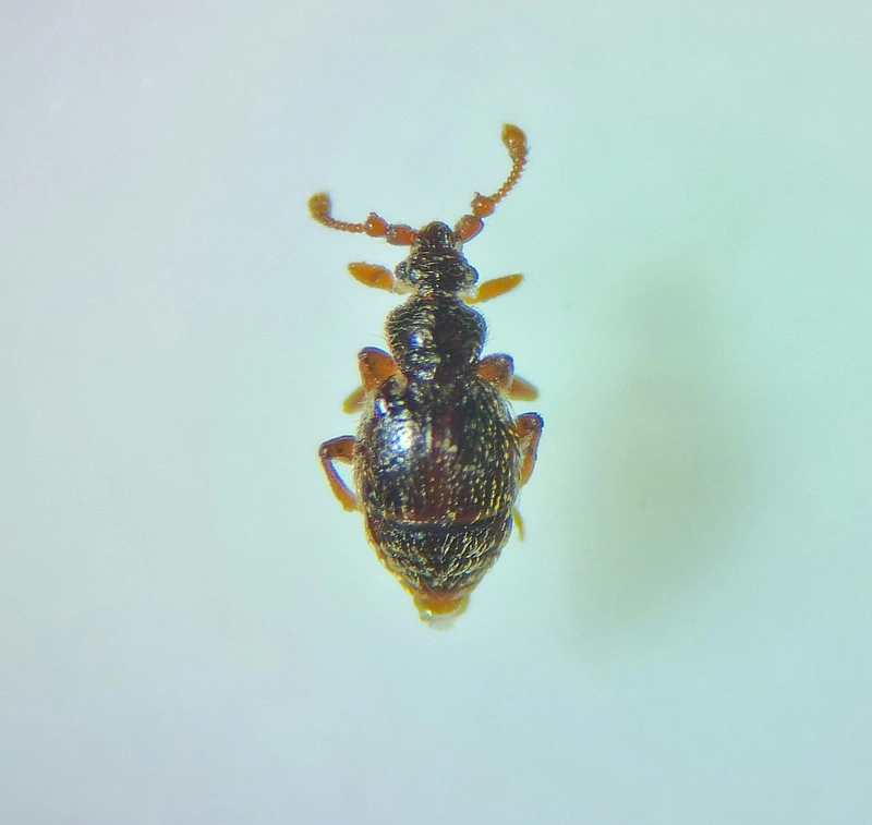 Bryaxis curtisii orientalis - keleti Curtis-tapogatósbogár