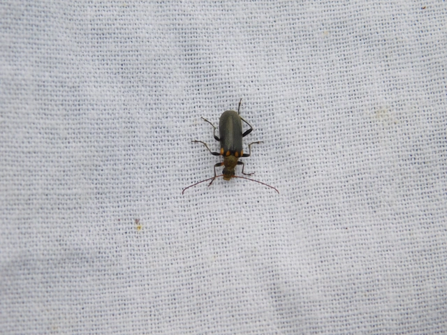 Cortodera humeralis - négyfoltos cserjecincér