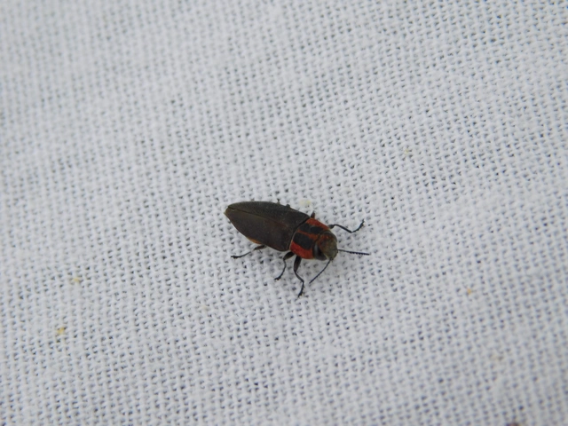 Anthaxia manca - sávosnyakú virágdíszbogár