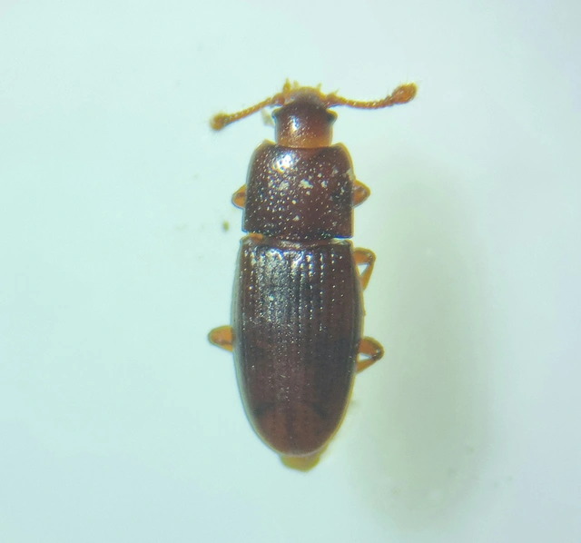 Cerylonidae - kéregbogárfélék Cerylonidae - kéregbogárfélék