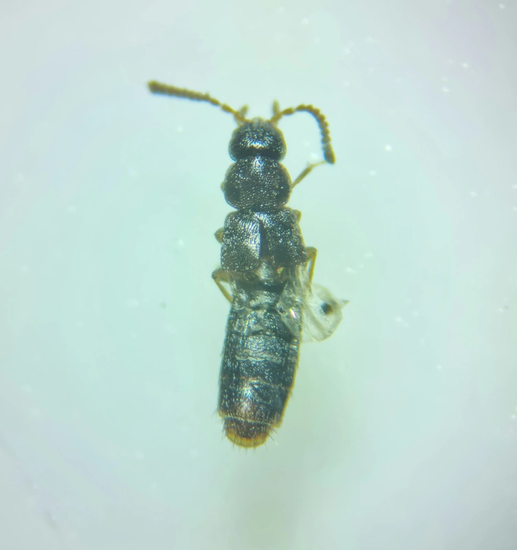 Amischa decipiens - barnás trapézfejűholyva