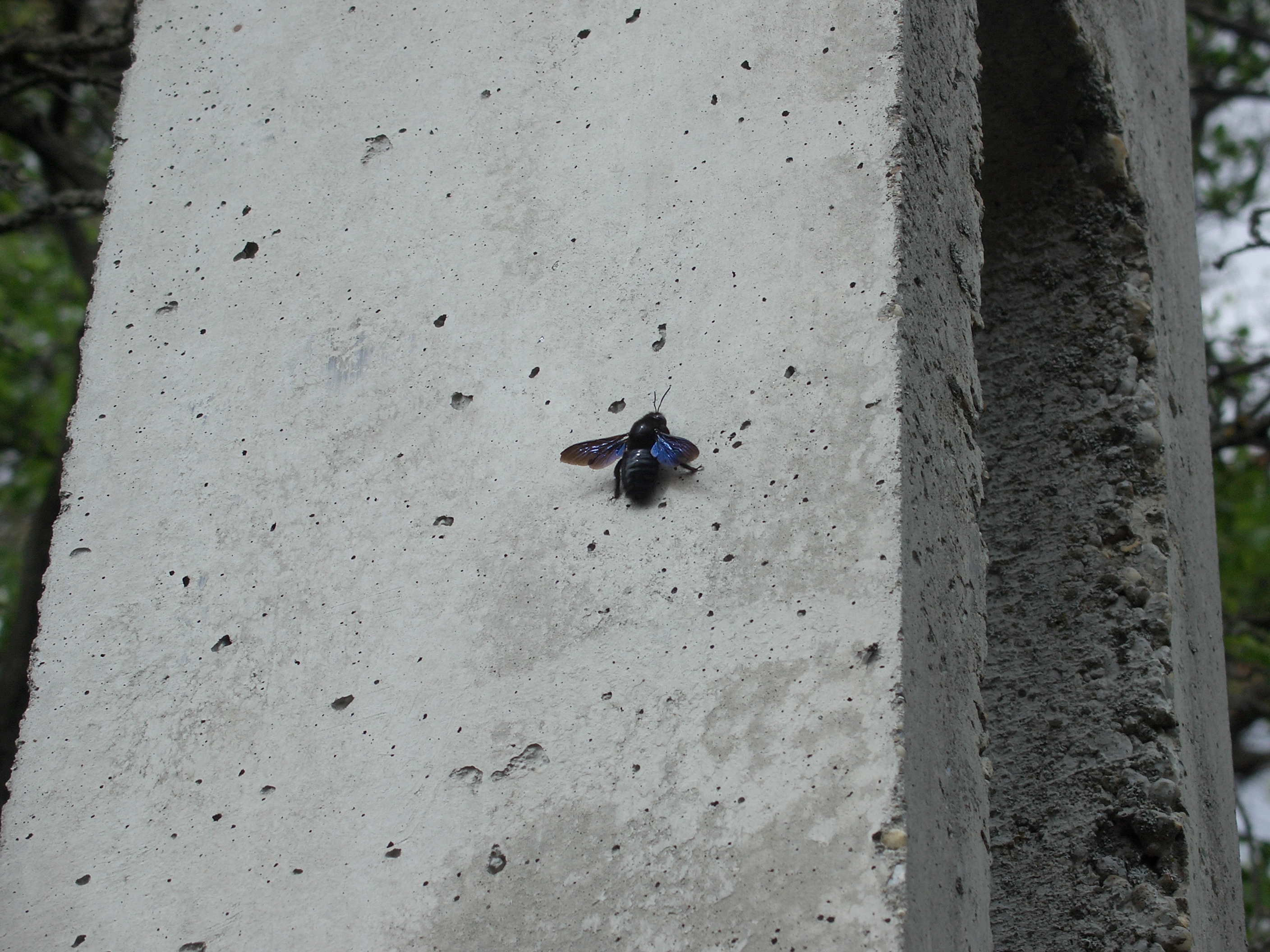 Xylocopa violacea - kék fadongó