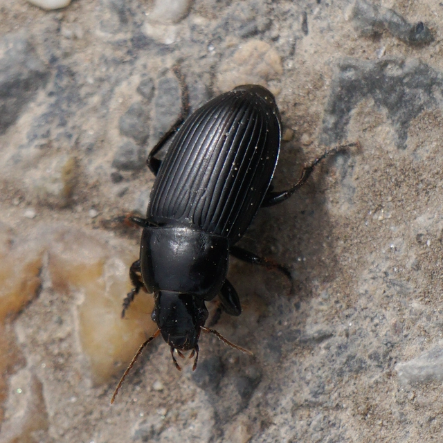 Harpalus serripes - fekete lomhafutó