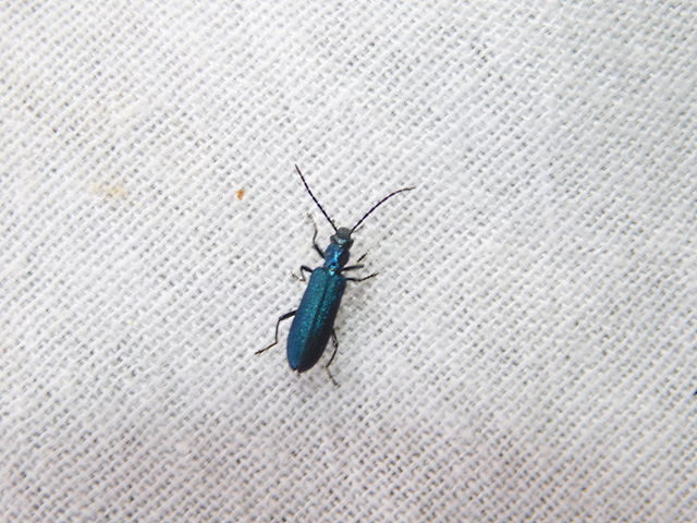 Ischnomera