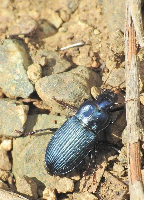 Harpalus honestus - azúrkék lomhafutó