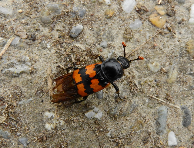 Nicrophorus vespillo - közönséges temetőbogár