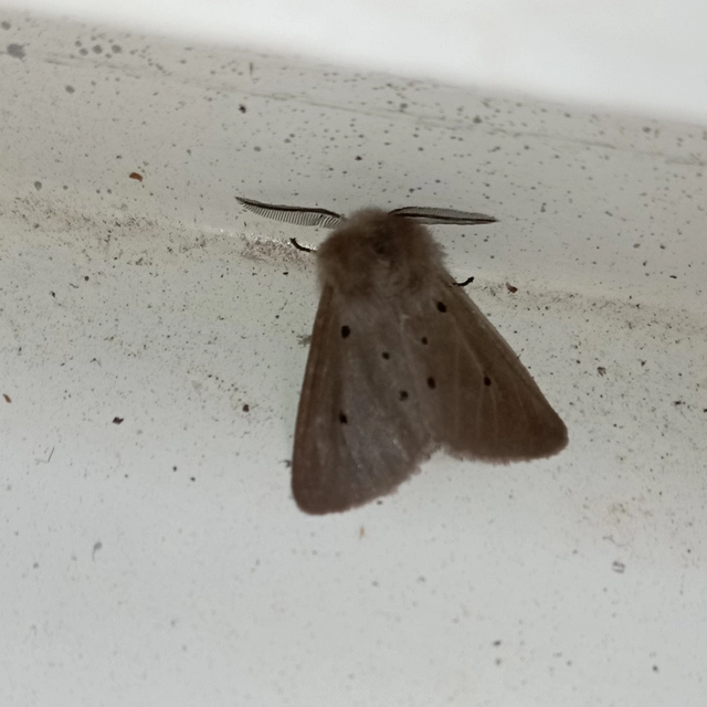 Diaphora mendica - felemás medvelepke