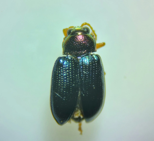 Crepidodera aurata - ékes fűz-földibolha