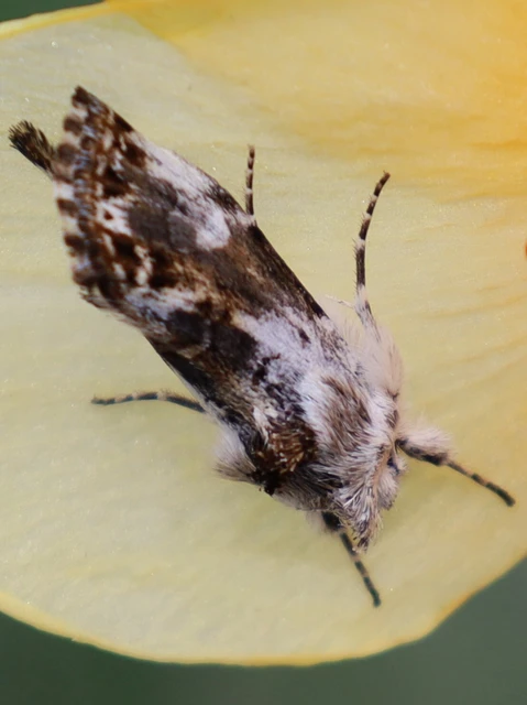 Calophasia opalina - barnafoltú fehérbagoly