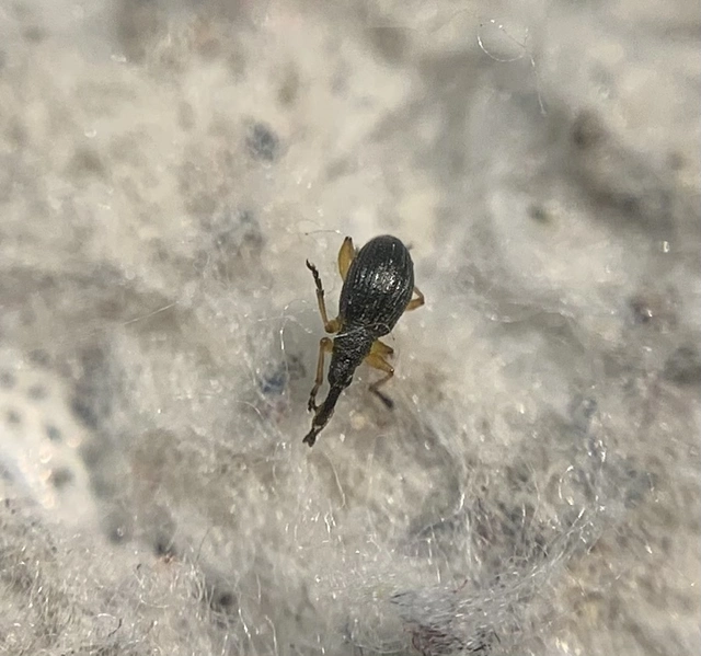Protapion fulvipes - vadhere-cickányormányos Protapion fulvipes - vadhere-cickányormányos