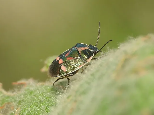 Eurydema oleracea - paréjpoloska Eurydema oleracea - paréjpoloska
