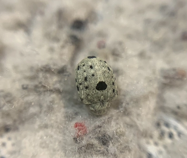 Cionus ganglbaueri - feketés gömbormányos