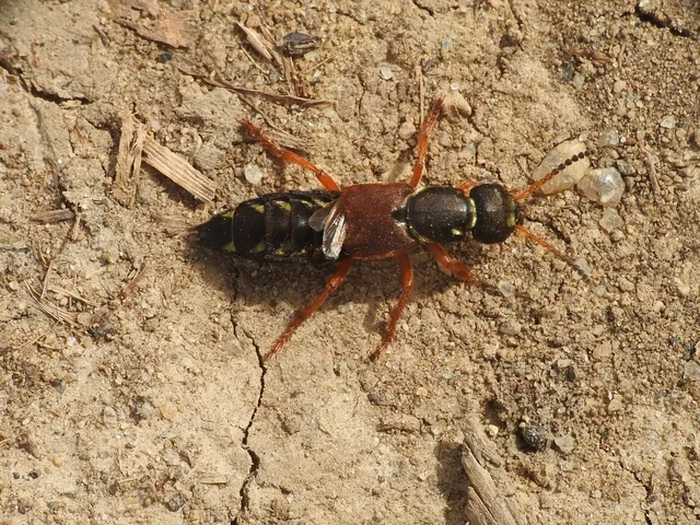 Staphylinus caesareus - aranysujtásos holyva