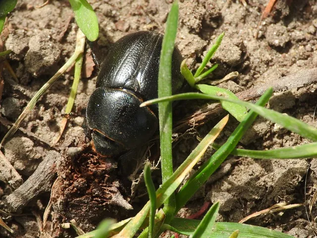 Pentodon idiota - butabogár