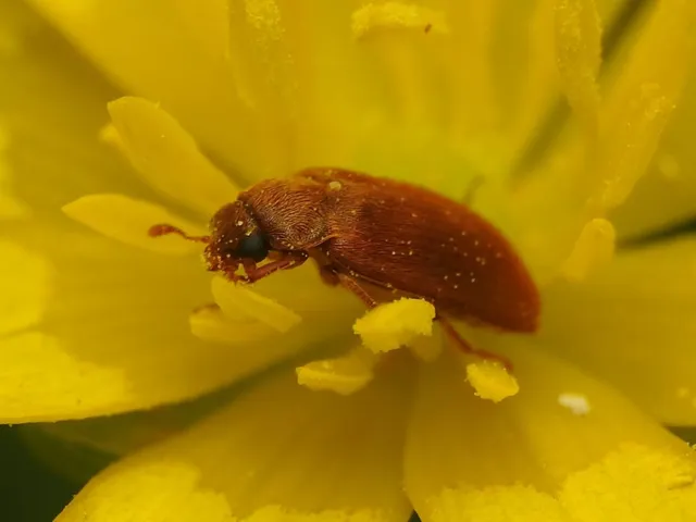 Byturus ochraceus - gyömbérgyökérbogár